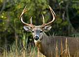 whitetail buck looking straight on