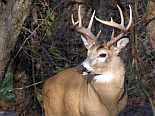 whitetail buck with nice rack